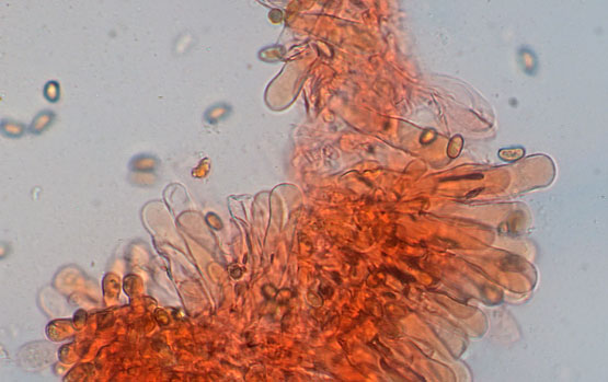 Pseudosperma obsoletum